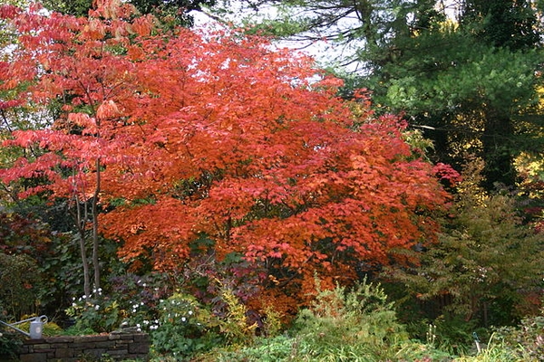 Acer japonicum 'Aconitifolium'