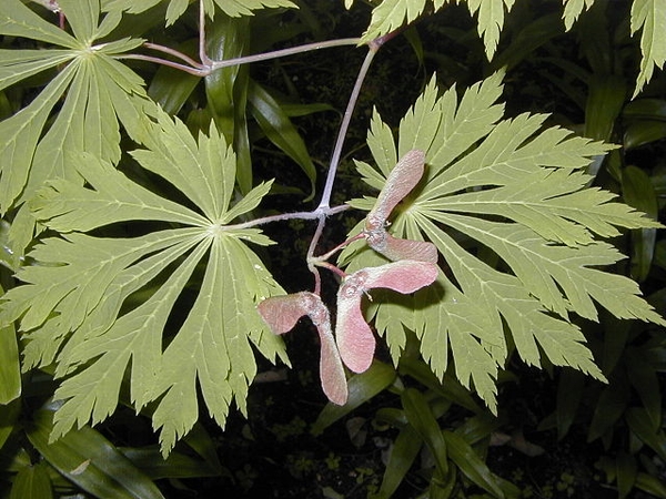 Acer japonicum 'Aconitifolium'