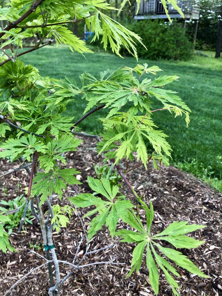 Acer japonicum