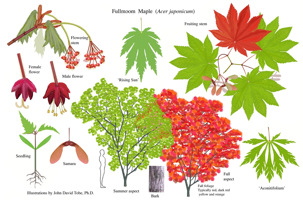 Illustration of all the details of this species.