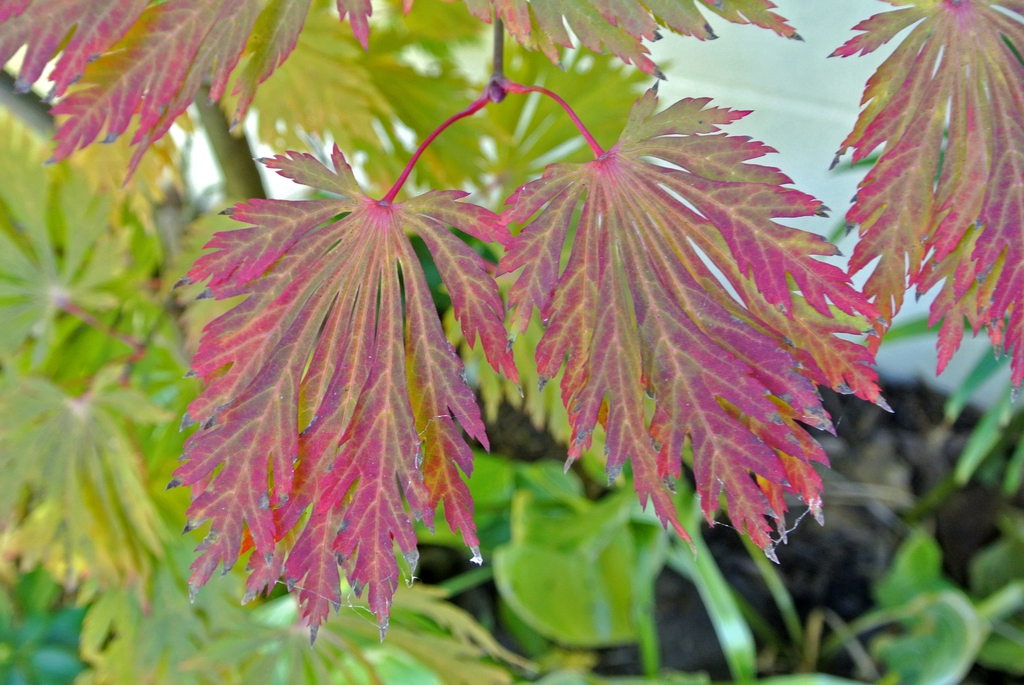Acer japonicum 'Aconitifolium'