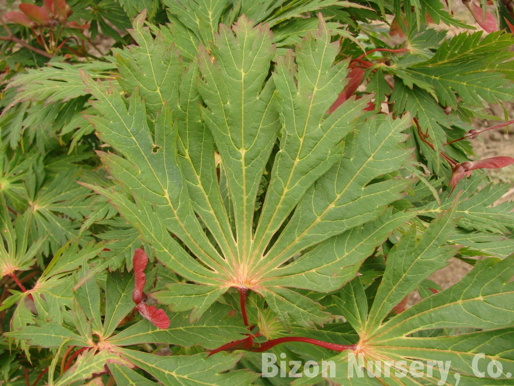 Acer japonicum 'Aconitifolium'