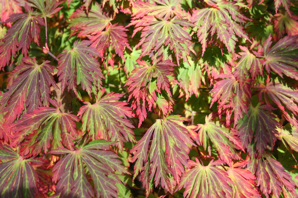 Acer japonicum 'Aconitifolium'