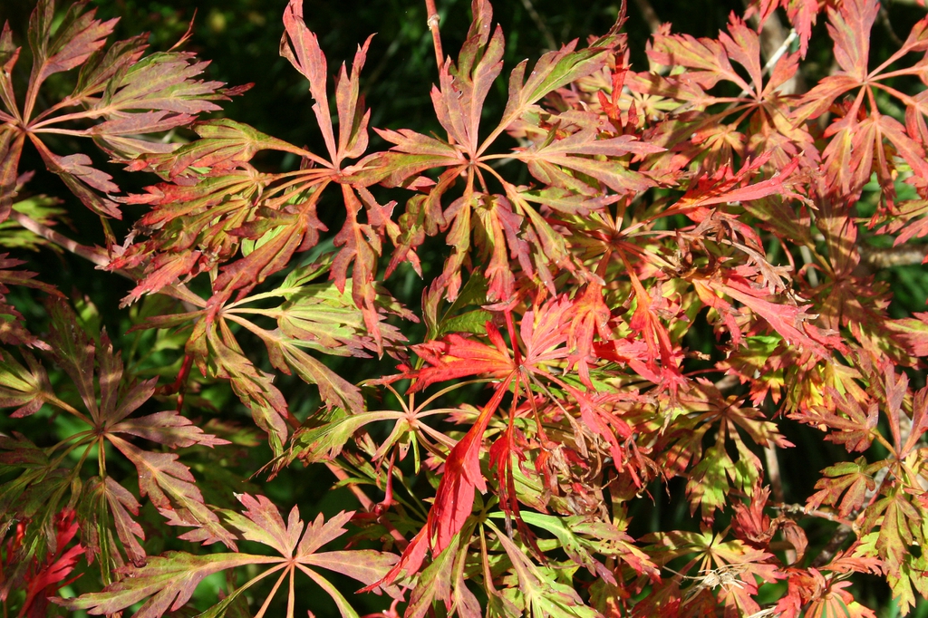 Acer japonicum 'Green Cascade'
