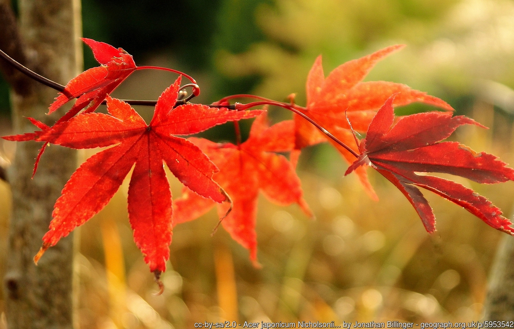 Acer japonicum Nicholsonii foliage
