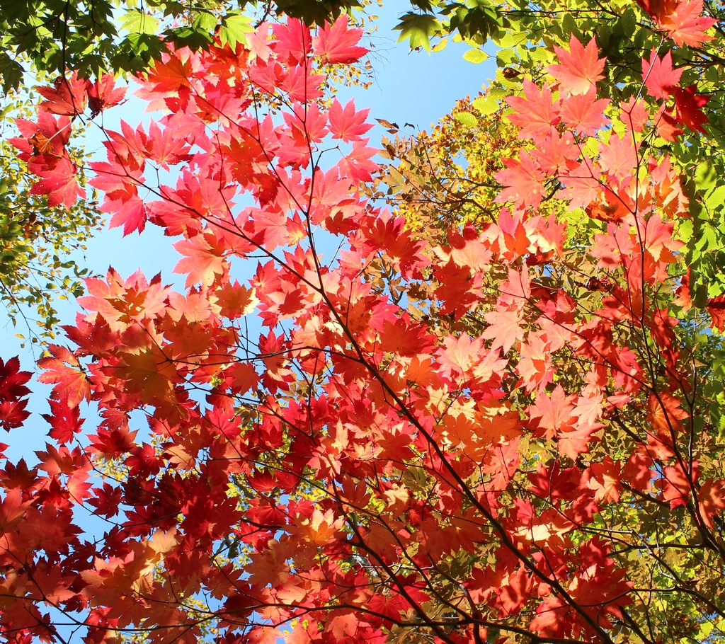 Maple leaves in fall red color