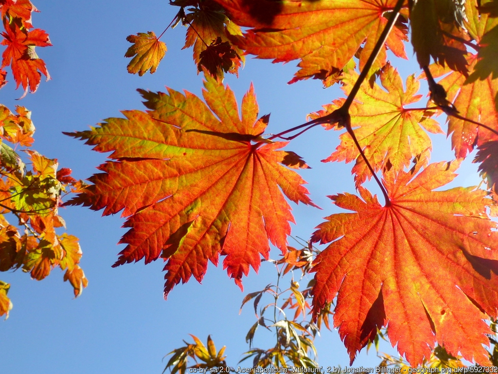 Acer japonicum 'Vitifolium'