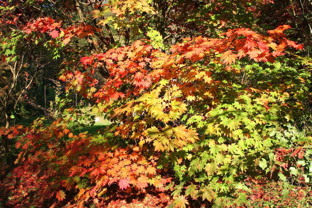 Acer japonicum 'Vitifolium'