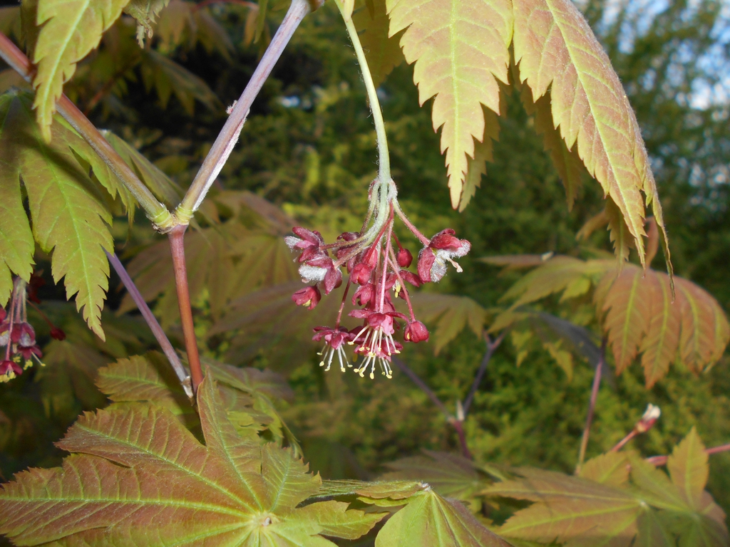 Acer japonicum 'Vitifolium'