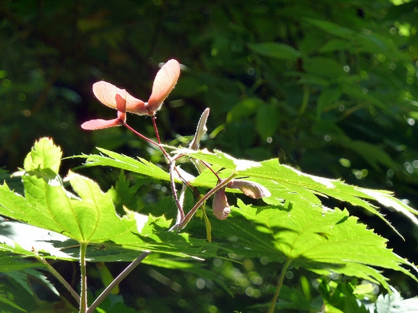 View of several single samaras on long red stalks