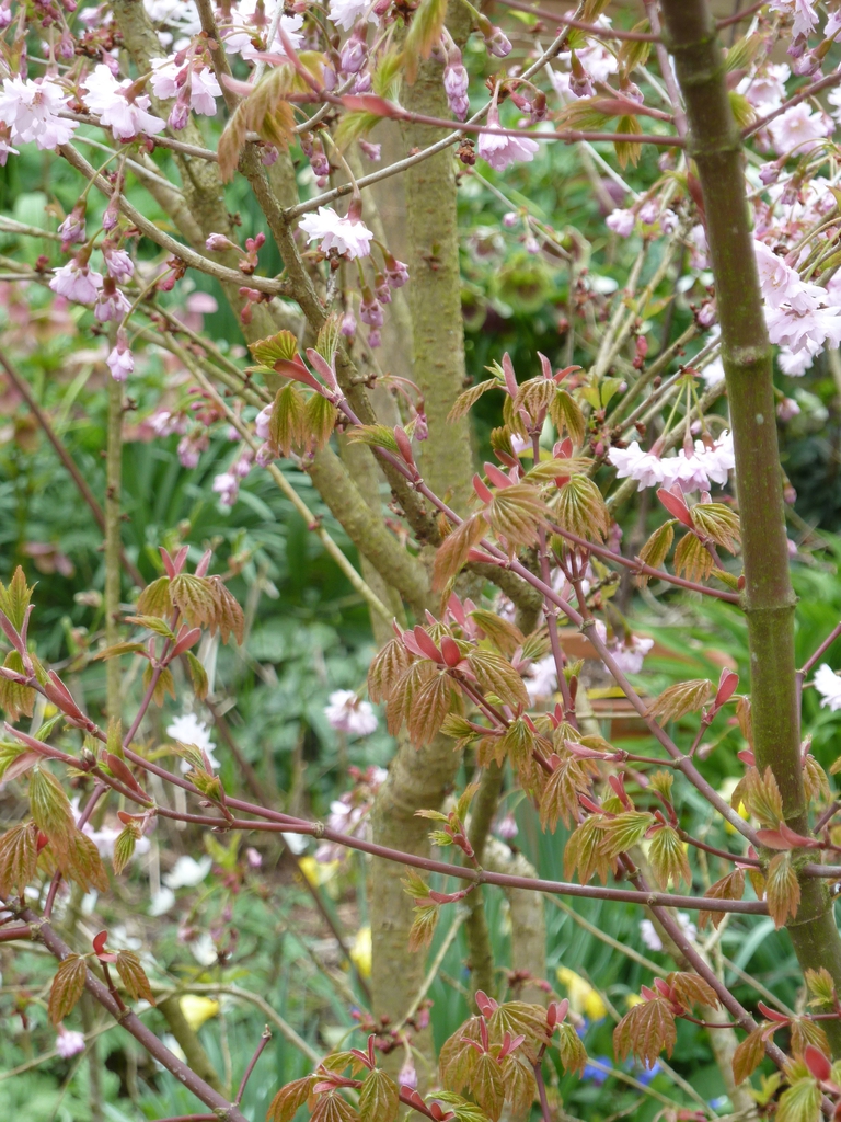 Acer japonicum new foliage