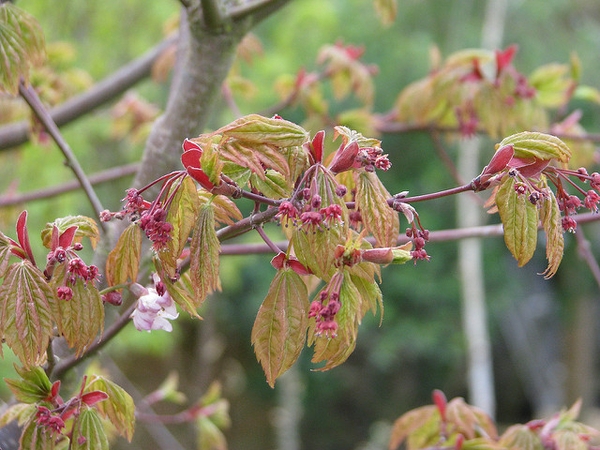 Small purplish-red flowers in pendulous corymbs on long stalks