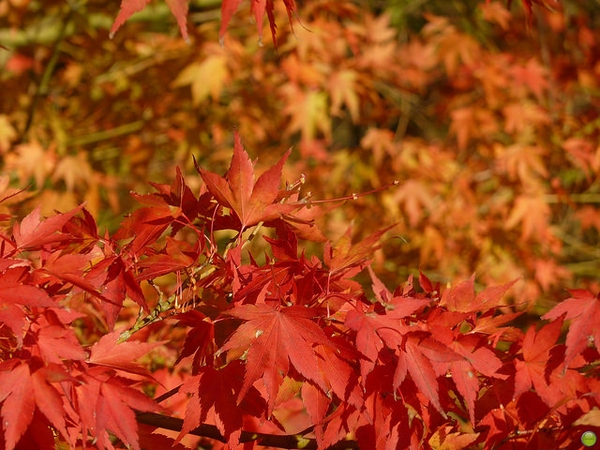 Branch of bright red and orange leaves in fall