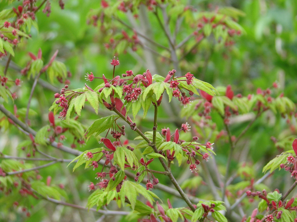Acer japonicum 'Vitifolium'