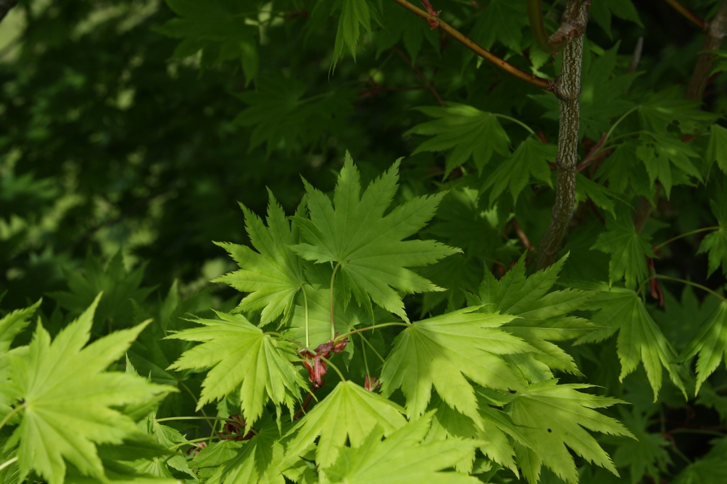 Acer japonicum young leaves