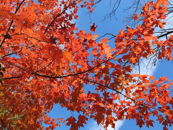 Branches with orange leaves in fall