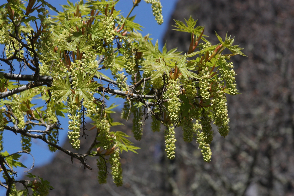 Bunches of green/yellow pendulous flowers at the stem tips
