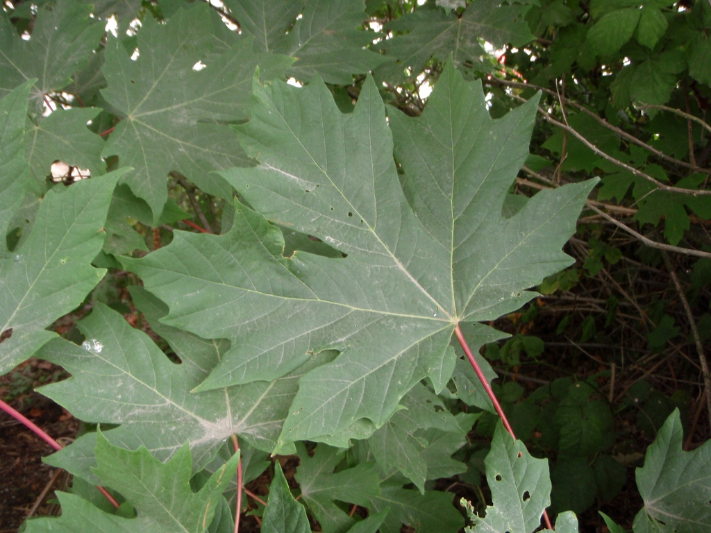 Acer macrophyllum