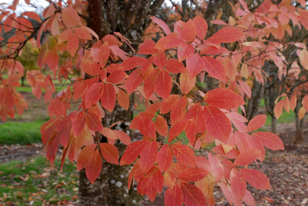 Foliage with dark & light-colored red-orange leaves in fall