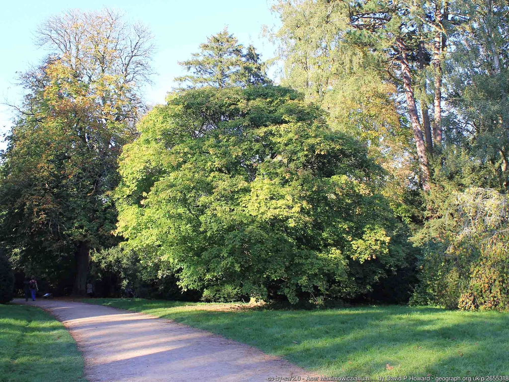Acer maximowiczianum