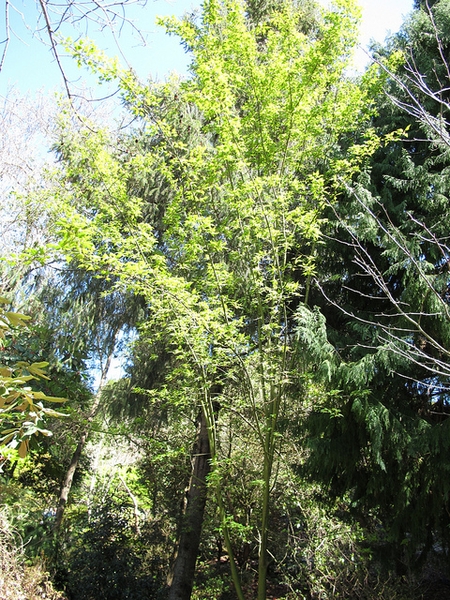Acer maximowiczianum habit 