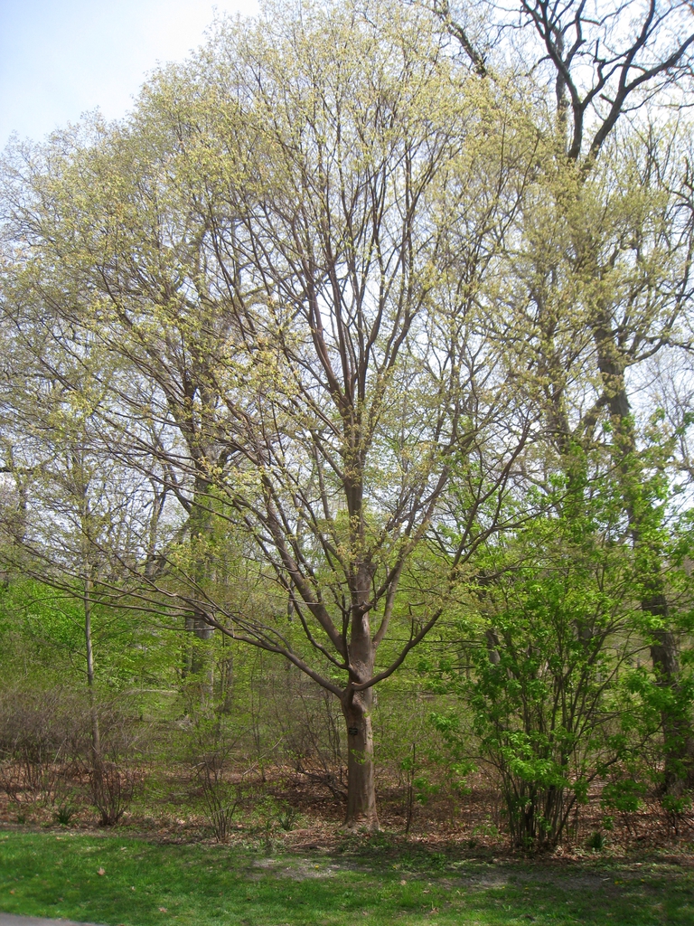 Acer maximowiczianum