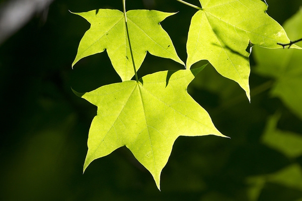 3-6 in. opposite, simple leaves with 5-7 short triangular lobes