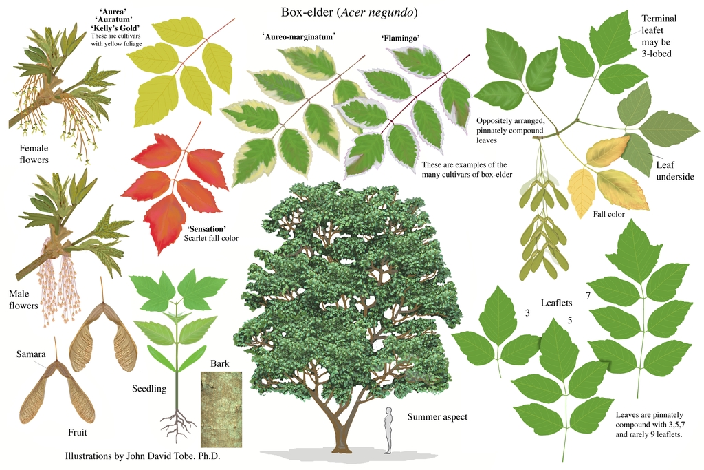 Illustration of all the details of this species.