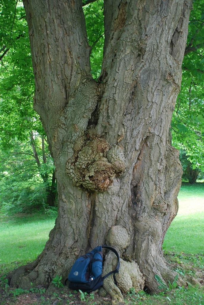 Large multi-trunk with gray flakey bark of a mature tree.