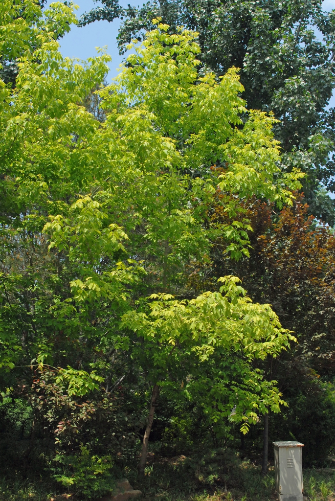 Acer negundo