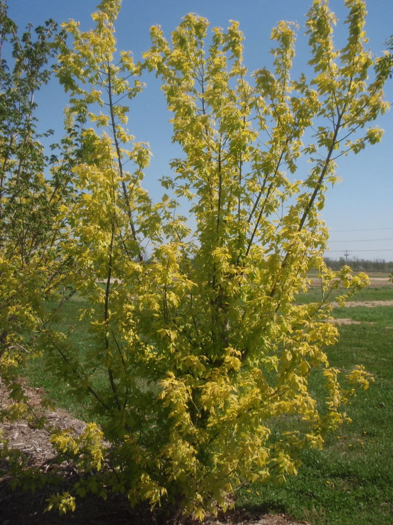 Acer negundo 'Kelly's Gold' full plant