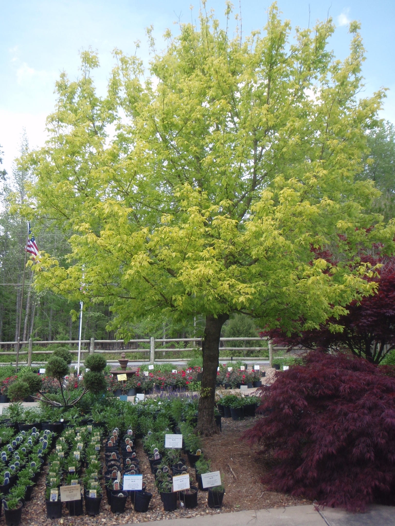Irregular rounded habit of a young tree & yellowish-green leaves
