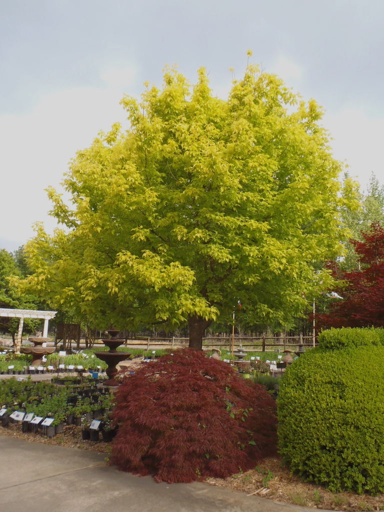 Acer negundo