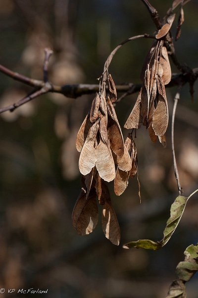 Bunch of pendulous mature brown samaras on a brown stalk