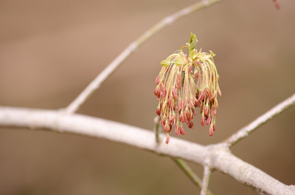 Cluster of pendulous male flowers with red anthers