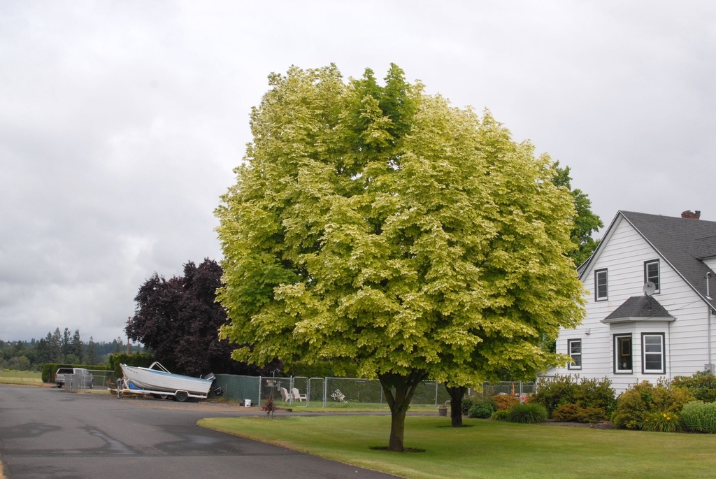 A tree with rounded crown and variegated foliage.