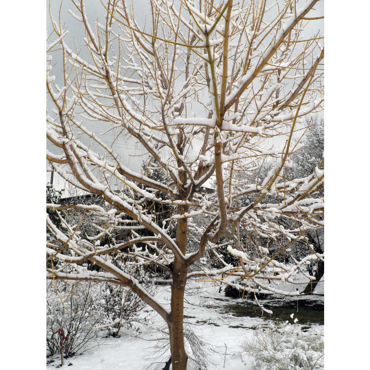 Leafless tree in winter with branches lined with snow