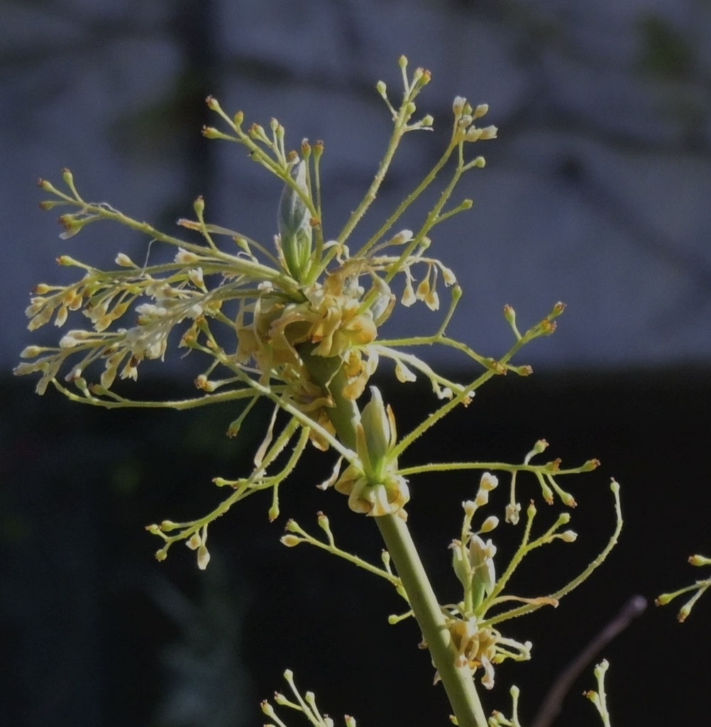 Female pistillate flowers in loose drooping clusters