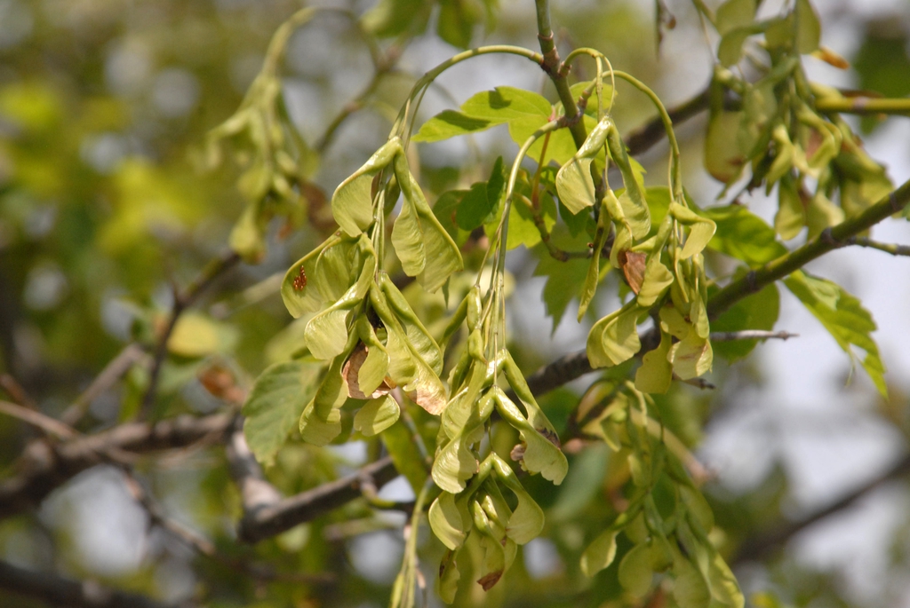 Acer negundo