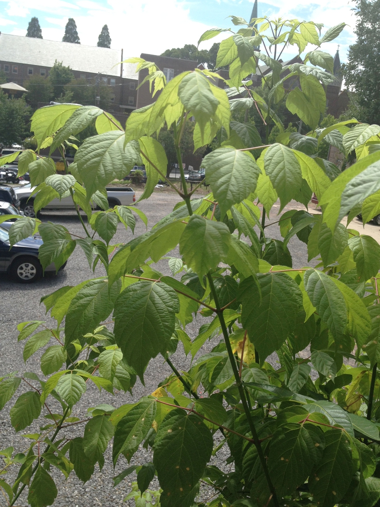 Acer negundo