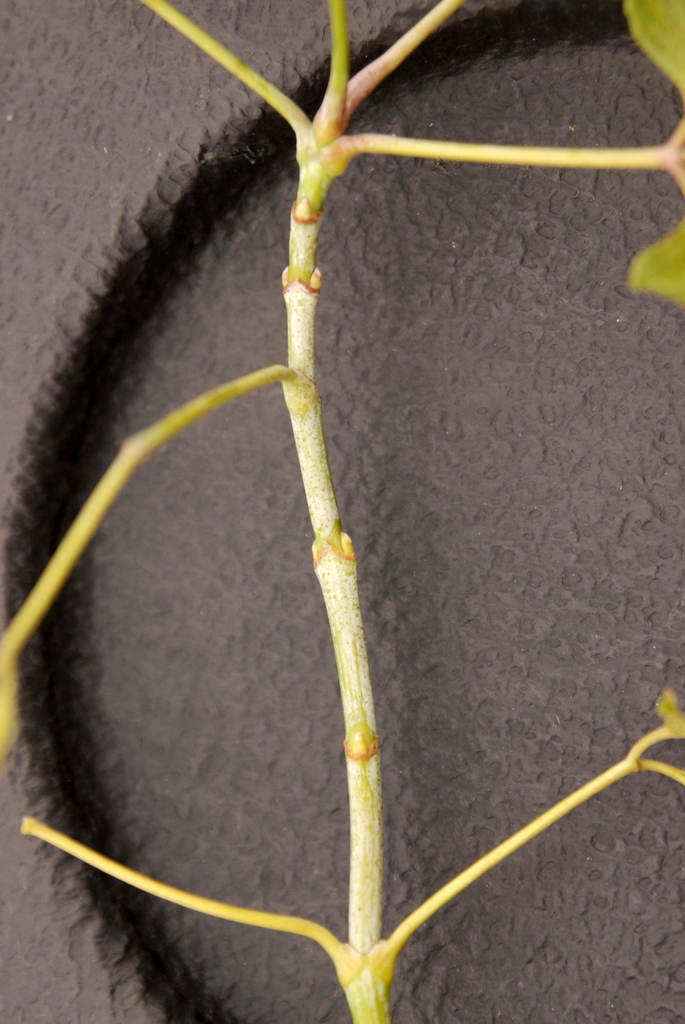 Acer negundo stem bloom