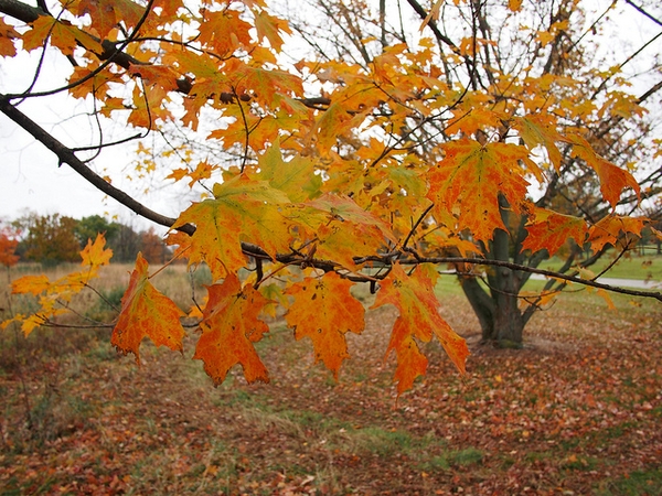 Orange, yellow & green colors on leaves in fall