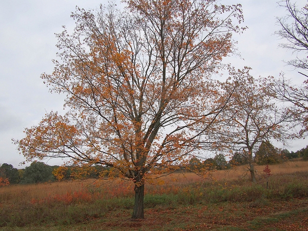 Habit in fall with visible branches and sparse orange leaves
