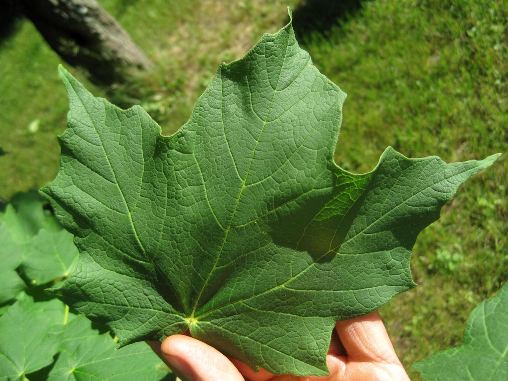 Dark green leathery appearance of a leaf closeup.