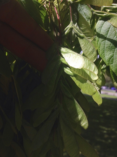 Acer maximowiczianum
