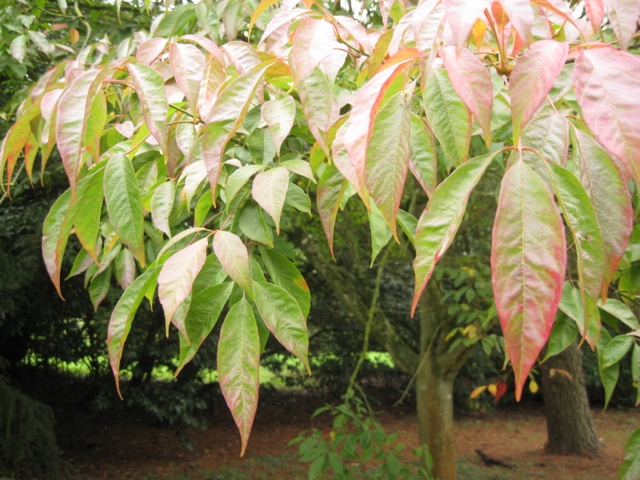 Acer maximowiczianum
