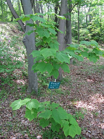 Straight erect habit of a seedling