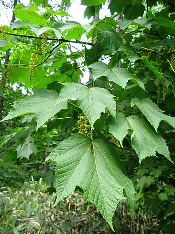 Acer nipponicum foliage and blooms