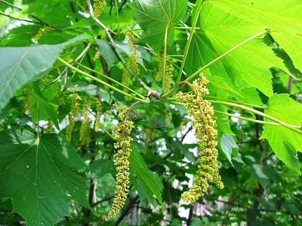 Acer nipponicum 