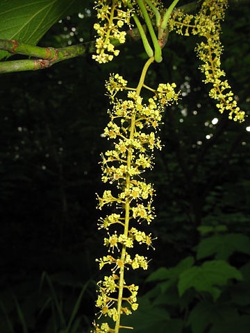 Pendulous yellow raceme of male flowers at stem tip